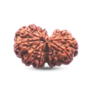 Natural 13 Mukhi Rudraksha (Nepali)