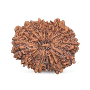 Natural 16 Mukhi Rudraksha (Nepali)