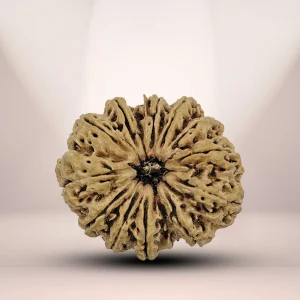 Natural 12 Mukhi Rudraksha (Nepali)