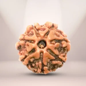 Natural 7 Mukhi Rudraksha (Nepali)