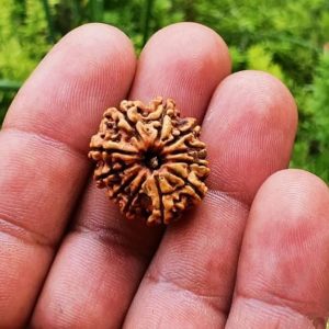 Natural 11 Mukhi Rudraksha (Nepali)