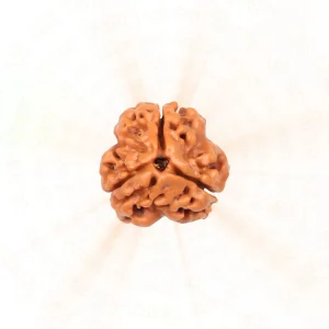 Natural 3 Mukhi Rudraksha (Nepali)