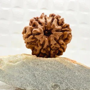 Natural 8 Mukhi Rudraksha (Nepali)