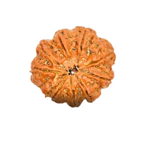 Natural 10 Mukhi Rudraksha (Nepali)
