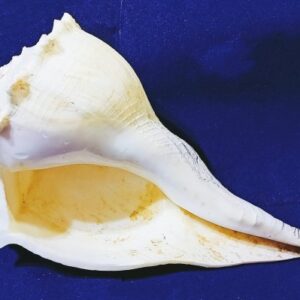 Dakshinamukhi Shankh(Siddh)