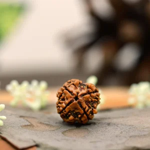 Natural 4 Mukhi Rudraksha (Nepali)