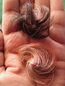 Siyar Singhi Energized (Gidar Singhi)